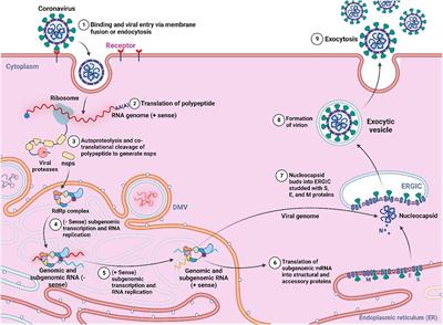 Mechanistic inhibition of Monkeypox and Marburg virus infection by O-rhamnosides and Kaempferol-o-rhamnosides derivatives: a new-fangled computational approach